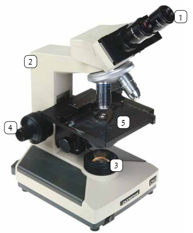 المايكروسكوب المايكروسكوب